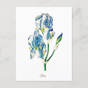 Elegante Vintage-Botanische Blaue Schwertlilienblu Postkarte