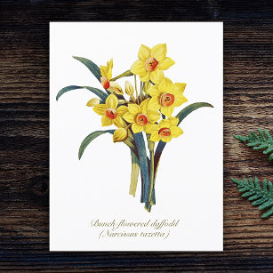 Elegante Vintage botanische Blume Gelbe Daffodien Postkarte
