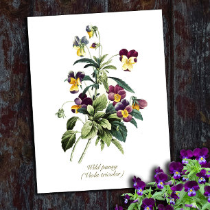 Elegante Vintage Botanische Blumen Stiefmütterchen Postkarte