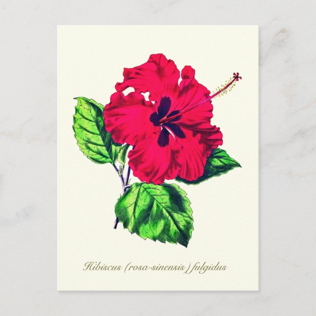 Elegante Vintage botanische Hibiskus-Blume Postkarte (Vorderseite)