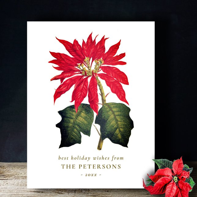 Elegante Vintage Botanische Poinsettia Blume Postkarte (Von Creator hochgeladen)