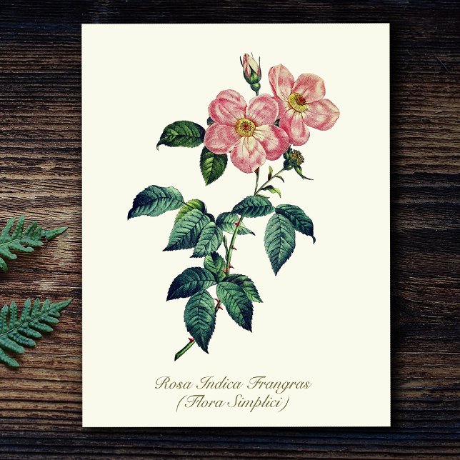 Elegante Vintage botanische Rosa Weiße einfache Ro Postkarte (Von Creator hochgeladen)