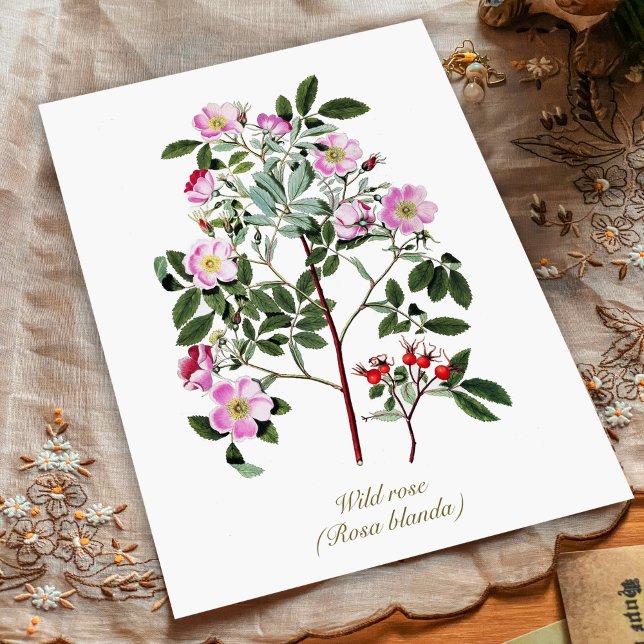 Elegante Vintage botanische Rosa Wilde Rose Postkarte (Von Creator hochgeladen)