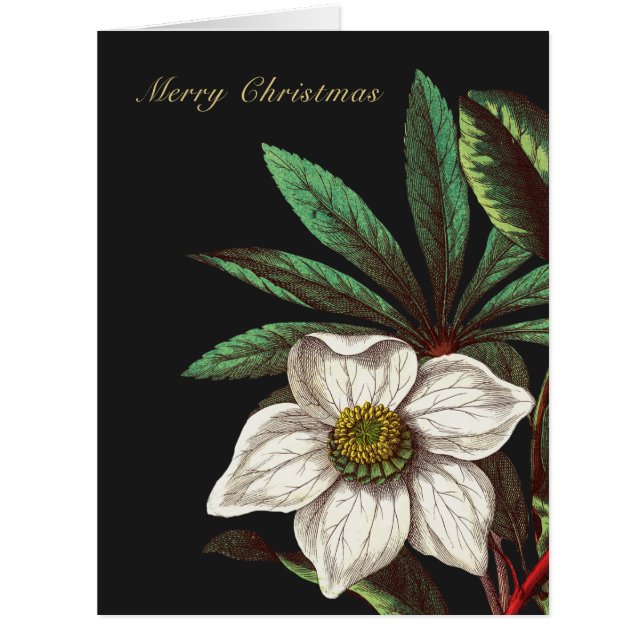 Elegante Vintage botanische Rose Blume (Vorderseite)
