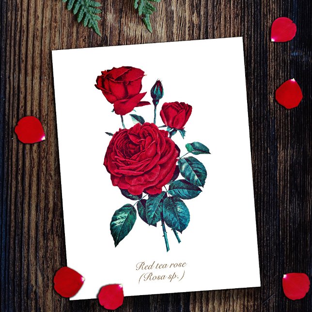Elegante Vintage botanische Rote Rose Postkarte (Von Creator hochgeladen)