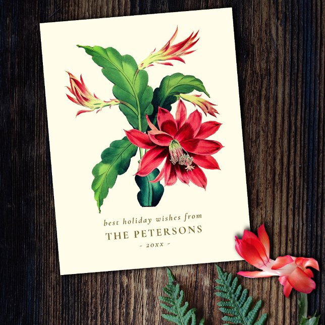 Elegante Vintage botanische Weihnachtskaktus-Blume Postkarte (Von Creator hochgeladen)