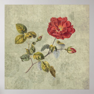 Elegante Vintage französische Rose Poster