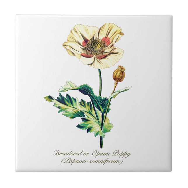Elegante Vintage Opiummohn-Blume Fliese (Vorderseite)