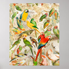 Elegante Vintage tropische Vogelwelten Poster