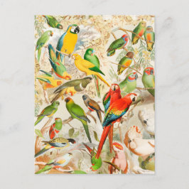 Elegante Vintage tropische Vogelwelten Postkarte
