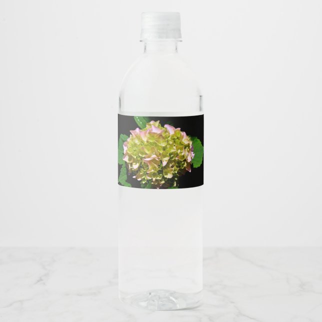 Elegante weiche, grüne, rosafarbene, blühende Hydr (Vorderseite)