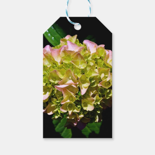 Elegante weiche, grüne, rosafarbene, blühende Hydr Geschenkanhänger (Vorderseite)