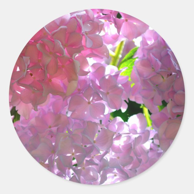 Elegante weiche rosa Blumen rosa Hydrangeas-Rose Runder Aufkleber (Vorderseite)