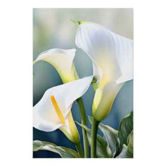 Elegante weiße Calla-Lilie Wasserfarbe Botanische  Poster