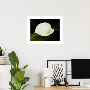 Elegante weiße Calla-Lilien-Blüten-Blumen-Fotograf Poster