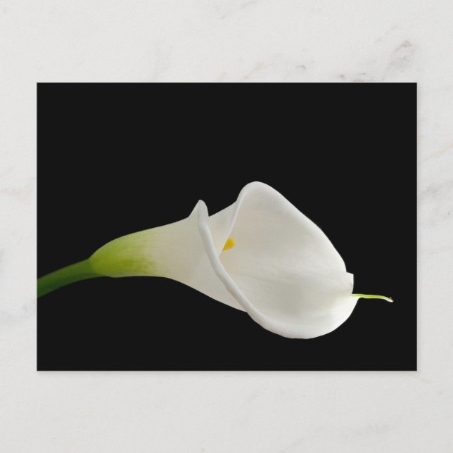 Elegante weiße Calla lily Postkarte (Vorderseite)