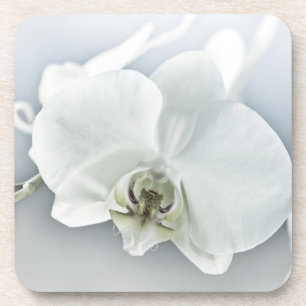 Elegante weiße Orchideen-Botanik-Kunst Getränkeuntersetzer