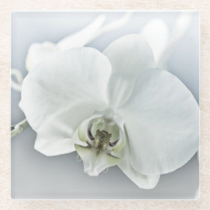 Elegante weiße Orchideen-Botanik-Kunst Glasuntersetzer