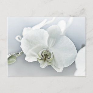 Elegante weiße Orchideen-Botanik-Kunst Postkarte