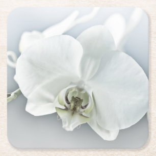 Elegante weiße Orchideen-Botanik-Kunst Rechteckiger Pappuntersetzer