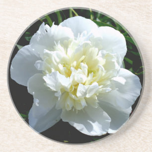 Elegante weiße Pfingstrose Blumen weiße Blume Foto Getränkeuntersetzer
