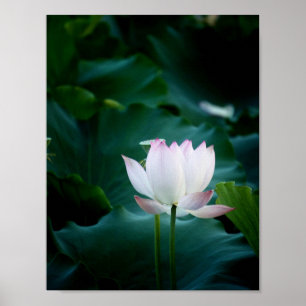 Elegante weißer Lotos-Blume Poster