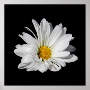 Elegante White Daisy Blume Poster