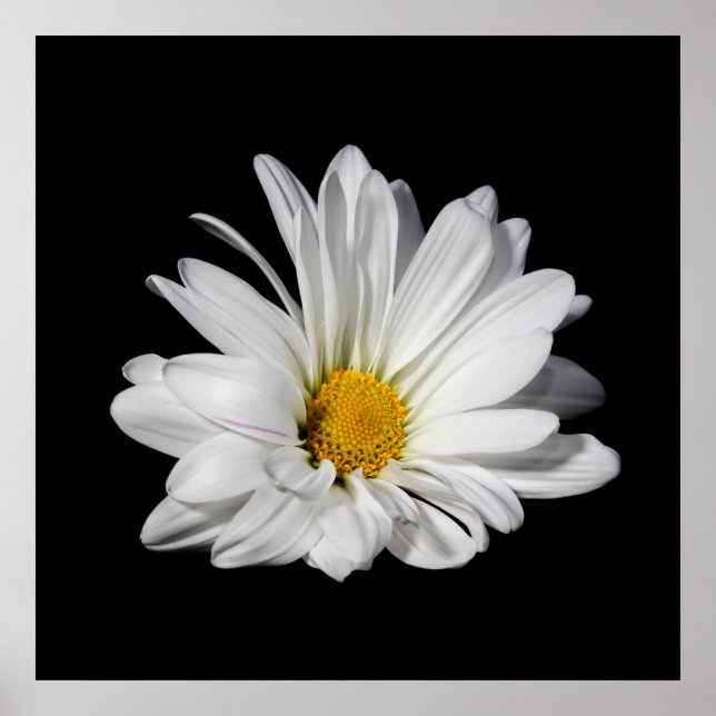 Elegante White Daisy Blume Poster (Vorne)