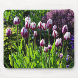 Elegante White Lila Flaming Flag Triumph Tulips Mousepad