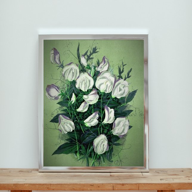 Elegante White Sweet Pea Blume Fotodruck (Von Creator hochgeladen)