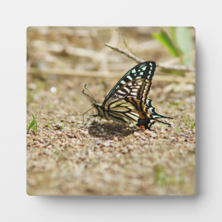 Eleganter asiatischer Frack Butterfly - Detaillier Fotoplatte