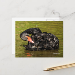 Eleganter Atemberaubender Schwarzer Schwan im Teic Postkarte