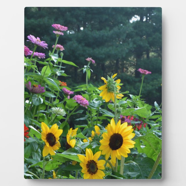 Eleganter Blumengarten Sonnenblumen zinnias daisis Fotoplatte (Vorderseite)