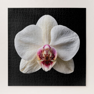 Eleganter Botanischer Orchideen-Kollektionsposter
