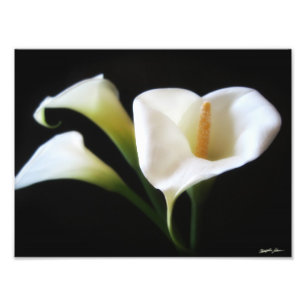 Eleganter Druck der Calla-Lilien-Blumen-9