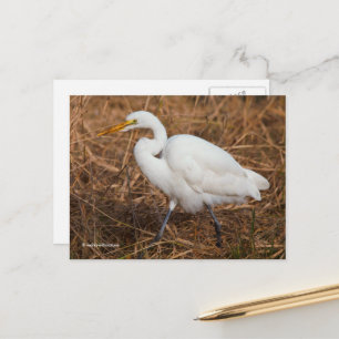 Eleganter Großer Egret Bird in den Schilfröten Postkarte
