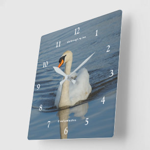 Eleganter Höckerschwan-Wasservogel auf dem See Quadratische Wanduhr