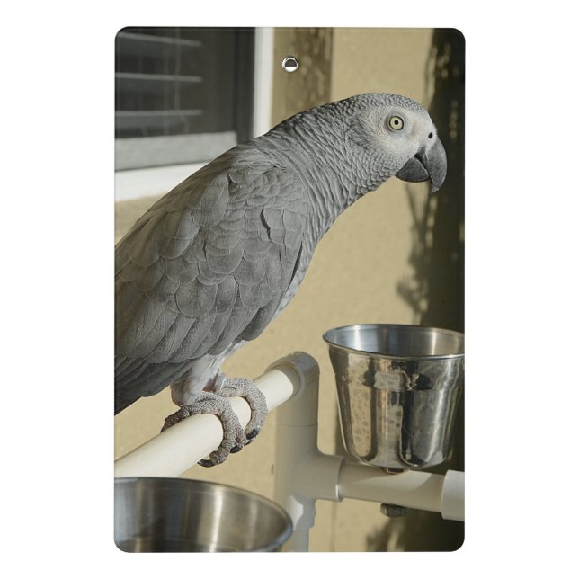 Eleganter Kongo-Grau-Papagei auf Stand Mini Klemmbrett (Rückseite)