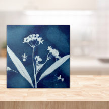 Eleganter Milkweed Cyanotyp