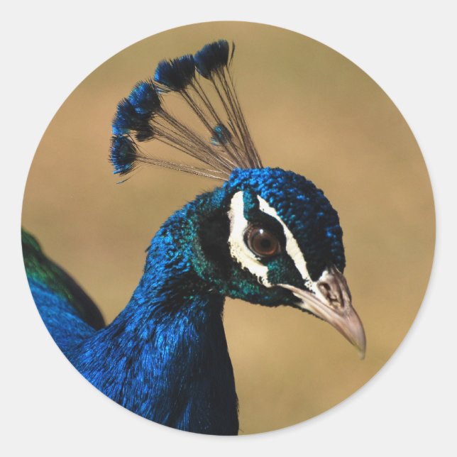Eleganter Pfau - anpassbare Aufkleber-Vorlage Runder Aufkleber (Vorderseite)