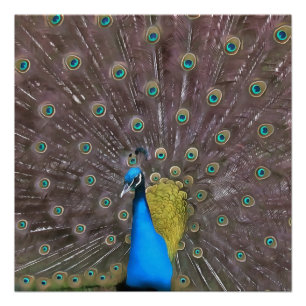 Eleganter Pfau in Blau mit gefangenen Schwänzen Poster