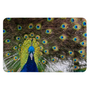 Eleganter Pfau Offenes Gefieder Magnet