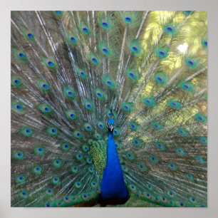 Eleganter Pfau Poster