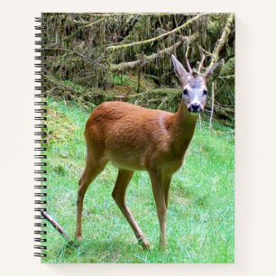 Eleganter Rehbock Wald Notizbuch UK Wildtiere