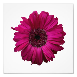 Eleganter rosa Gerbera-Gänseblümchen-Foto-Druck Fotodruck