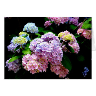 Eleganter, rosa, lila blauer Hydrangea-Garten