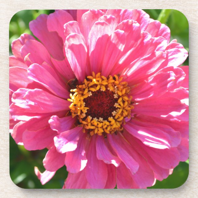 Eleganter Rosa Retro Rosa-Département Untersetzer (Vorderseite)