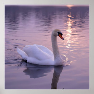 Eleganter Schwan-Sonnenuntergang Poster