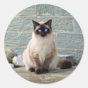 Eleganter Siameser Cat Foto Classic Round Sticker
