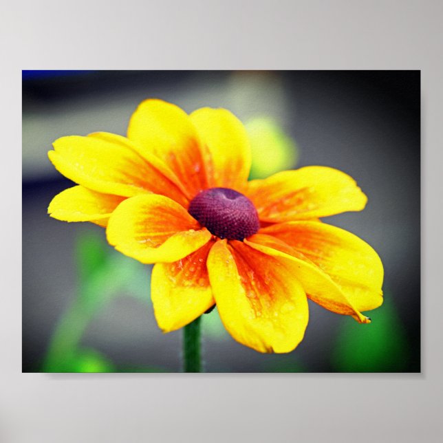 Eleganter Single Gelbes OrangeDahlia Blume Poster (Vorne)